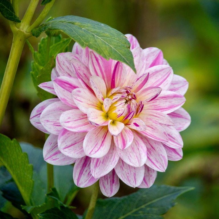 Eine pink-weiße Dahlie blüht auf einem Blumenfeld. Eine pink-weiße Dahlie blüht auf einem Blumenfeld von Beckmanns Blumen.