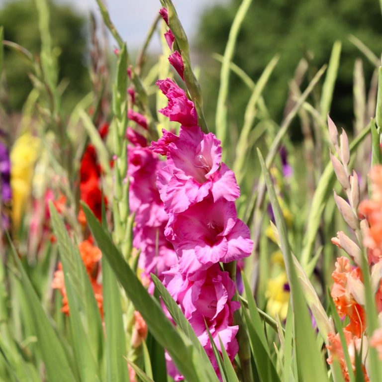 Gladiolen blühen auf einem Blumenfeld. Gladiolen blühen auf einem Blumenfeld von Beckmanns Blumen.