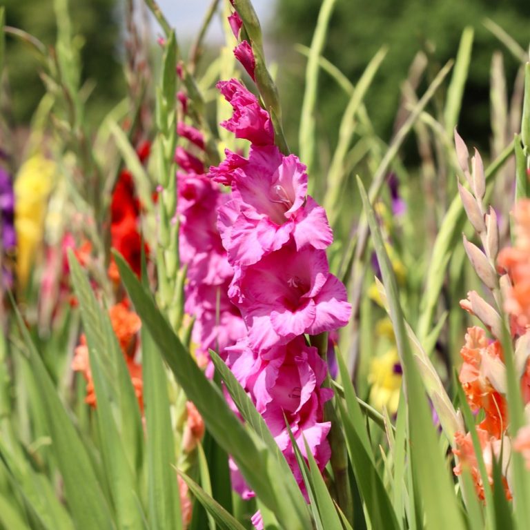 Gladiolen blühen auf einem Blumenfeld. Gladiolen blühen auf einem Blumenfeld von Beckmanns Blumen.