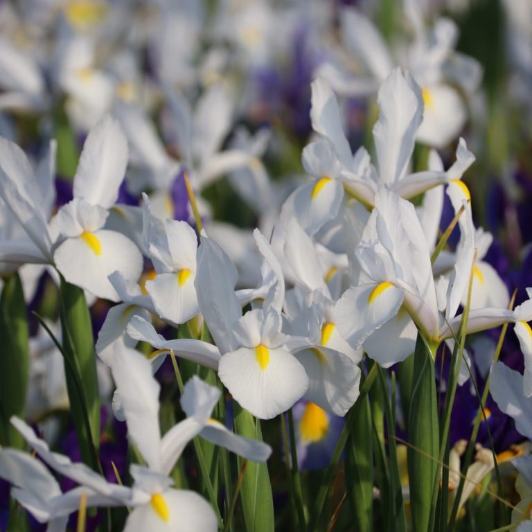 Iris blühen auf einem Blumenfeld. Iris blühen auf einem Blumenfeld von Beckmanns Blumen.