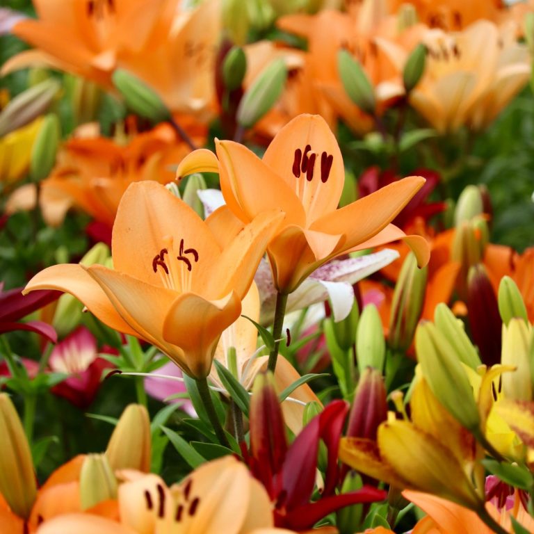 Lilien blühen auf einem Blumenfeld. Lilien blühen auf einem Blumenfeld von Beckmanns Blumen.