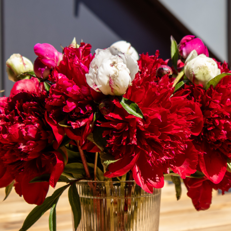 Pfingstrosen blühen in einer Vase. Pfingstrosen von Beckmanns Blumen blühen in einer Vase.