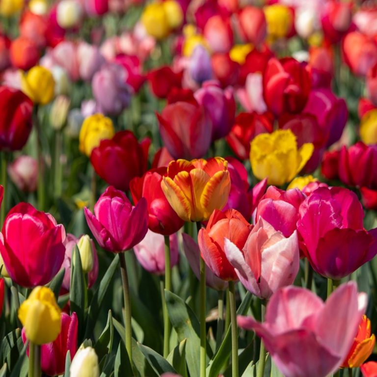 Tulpen blühen auf einem Blumenfeld. Tulpen blühen auf einem Blumenfeld von Beckmanns Blumen.