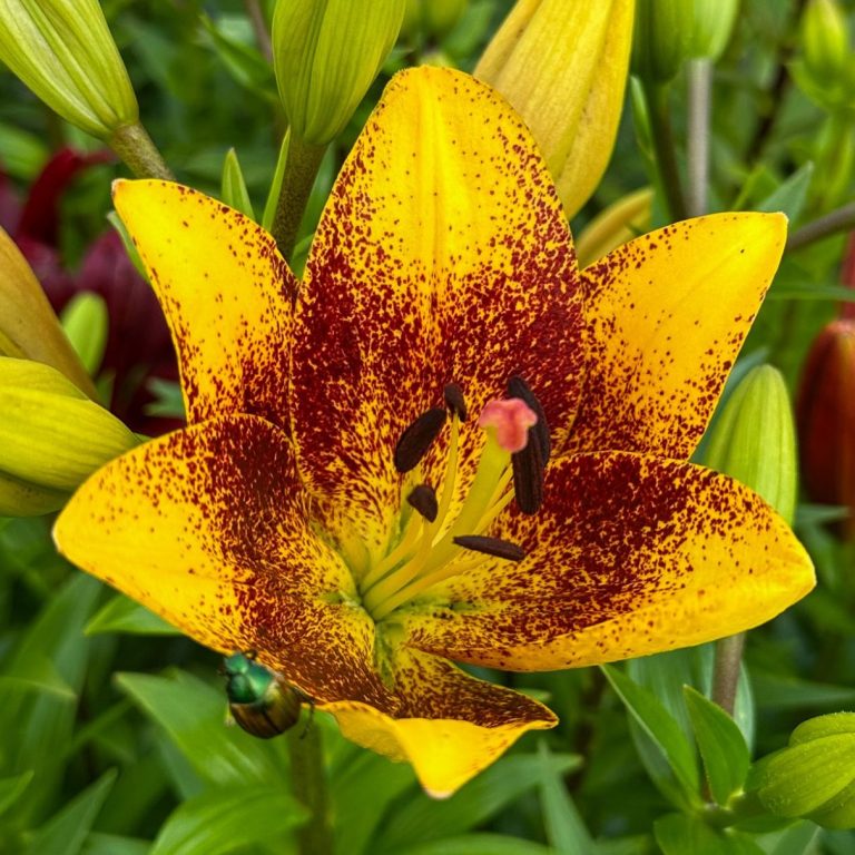 Eine gelb-rot gesprenkelte Lilie blüht auf einem Blumenfeld. Eine gelb-rot gesprenkelte Lilie blüht auf einem Blumenfeld von Beckmanns Blumen.