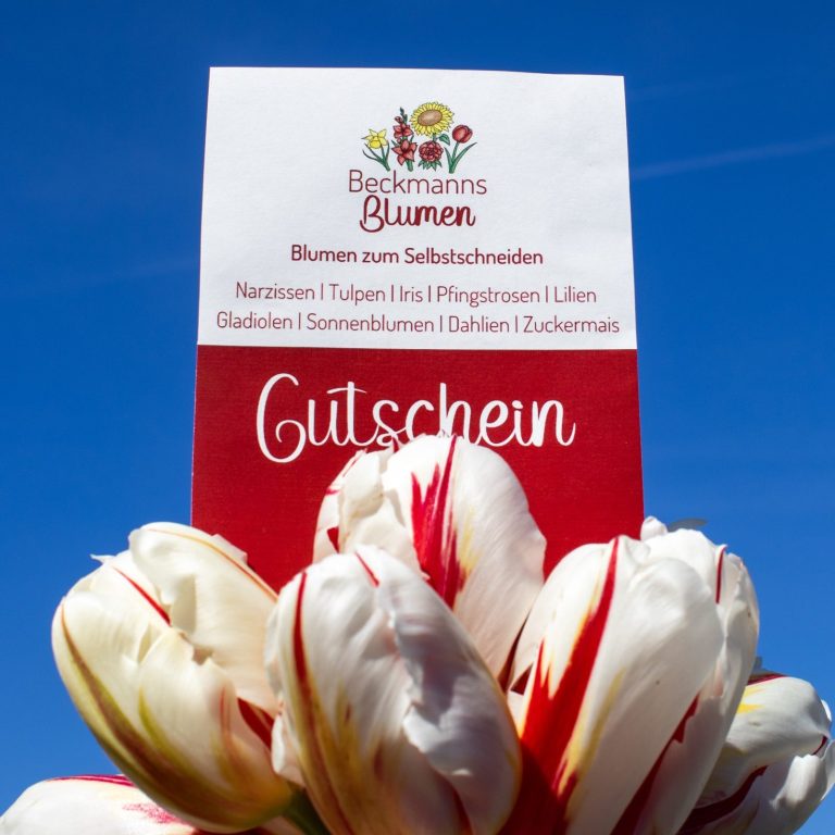 Ein Gutschein von Beckmanns Blumen steckt in einem Strauß aus rot-weißen Tulpen. Ein Gutschein von Beckmanns Blumen steckt in einem Strauß aus rot-weißen Tulpen.