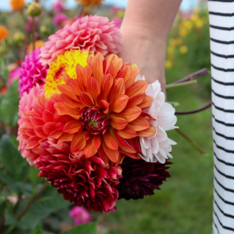 Eine Hand hält einen bunten Strauß Dahlien. Eine Hand hält einen bunten Strauß Dahlien von Beckmanns Blumen.