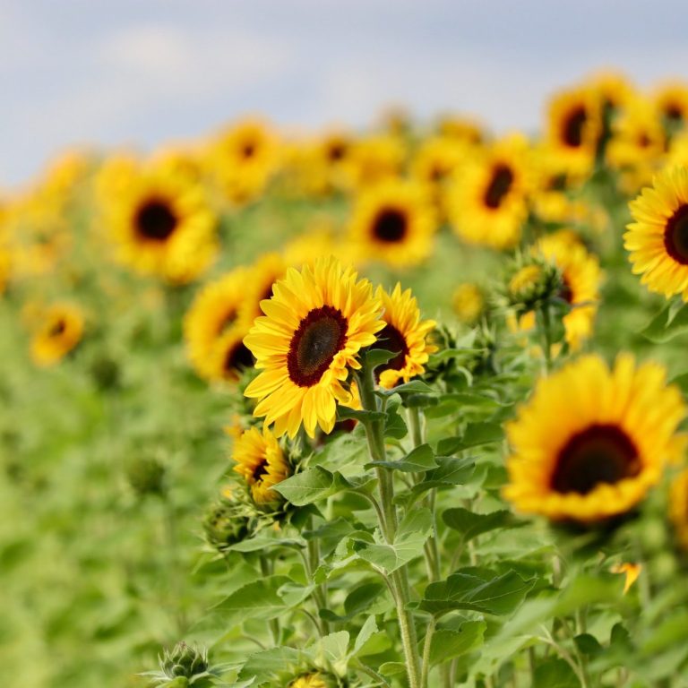 Sonnenblumen blühen auf einem Blumenfeld. Sonnenblumen blühen auf einem Blumenfeld von Beckmanns Blumen.