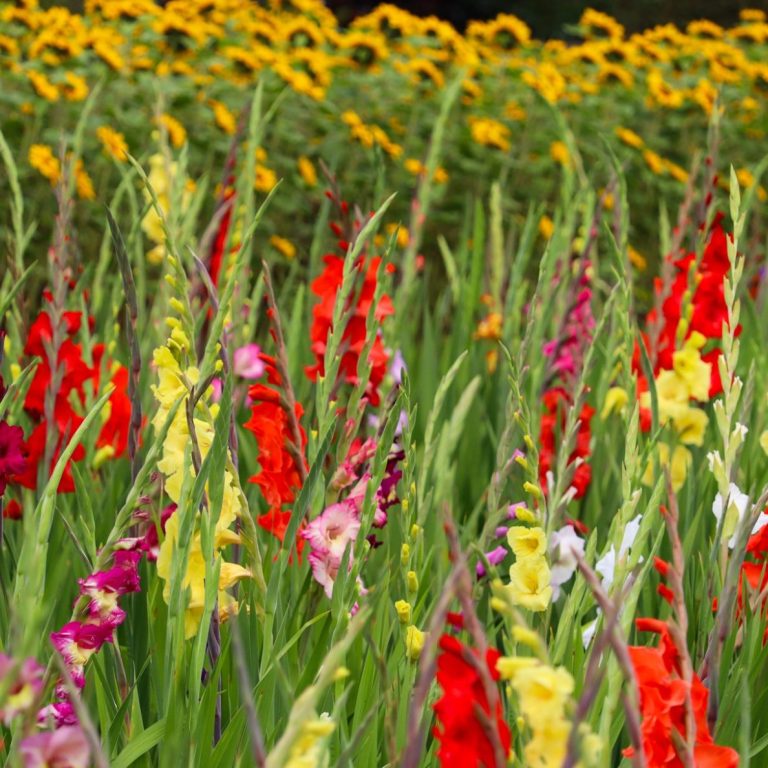 Sonnenblumen und Gladiolen blühen. Sonnenblumen und Gladiolen blühen auf einem Feld von Beckmanns Blumen.